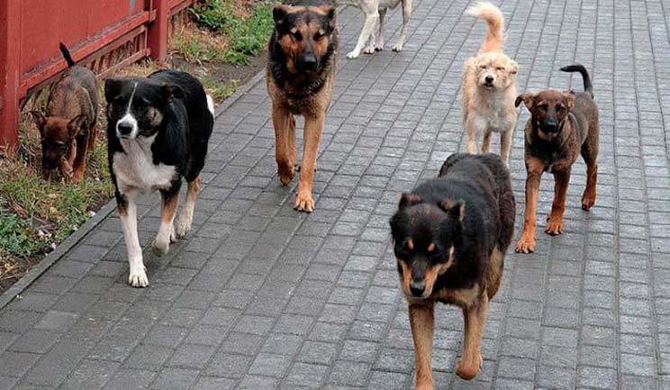 Սուրենավանում թափառող շները հարձակվել են դպրոց մեկնող երեխաների վրա. նրանցից մեկը զրկվել է կյանքից
