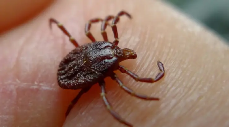 Child dies after being bitten by a tick